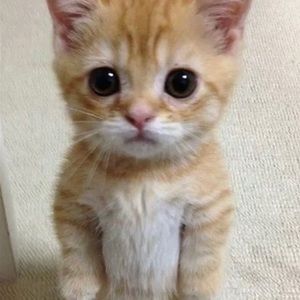 Meet your Posher, Tracey